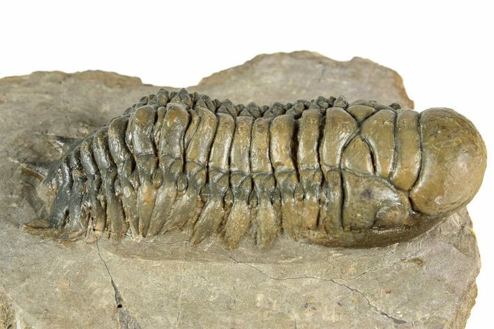 Crotalocephalina Trilobite - Atchana, Morocco #359521